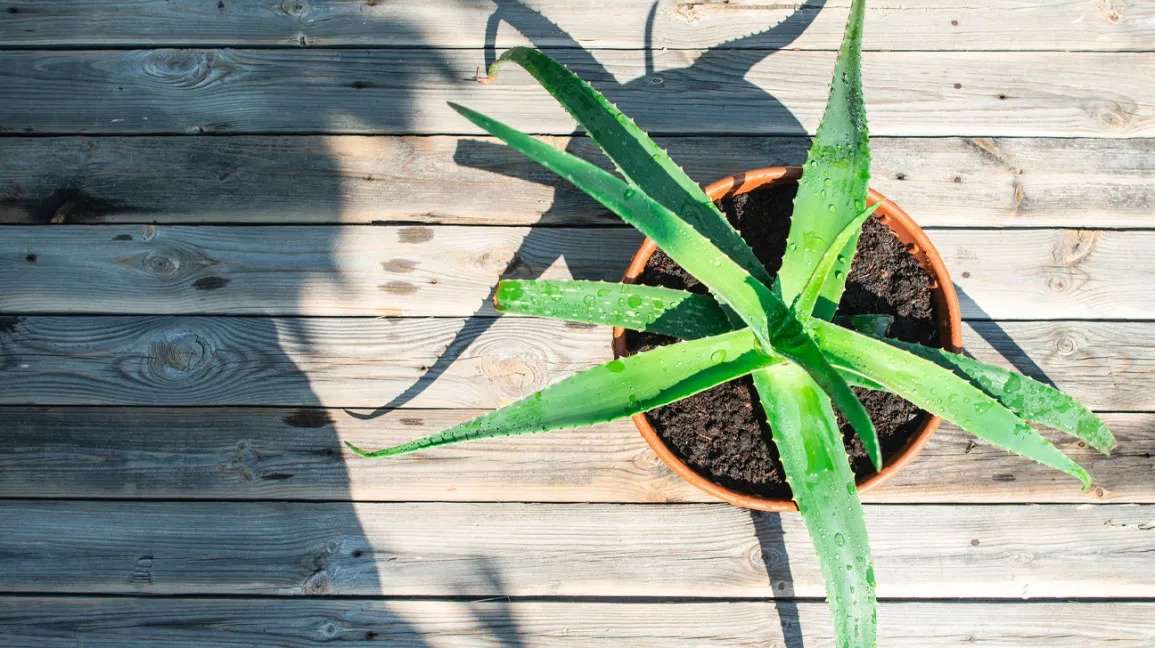 4 mnyra pr t prdorur aloe vera pr flok t fort dhe t shndetshm! |  Top Albania Radio